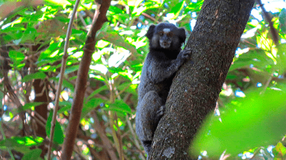 blog santos faunaConheca a Importancia da Protecao da Fauna Silvestre em Projetos Industriais