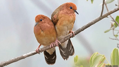 santos fauna ambiental Nova populacao de rolinha do planalto e encontrada em Botumirim mg foto rafael bessa