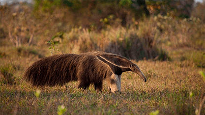 tamandua bandeira Myrmecophaga tridactyla santosfauna ambiental