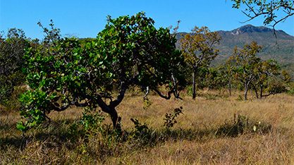 animais do cerrado santosfauna ambiental