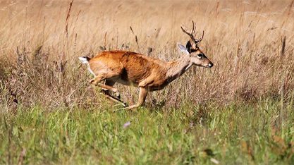 santosfauna ambiental 5 razoes para preservar a fauna silvestre veado