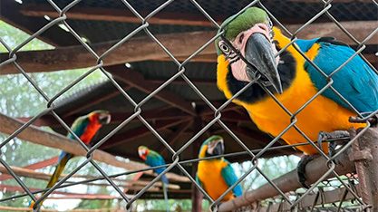 5 dicas para proteger a fauna e combater o tráfico de animais silvestres