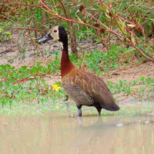 FAUNA SILVESTRE FOTO 4 SANTOSFAUNA AMBIENTAL