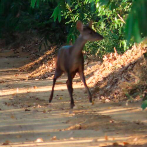 FAUNA SILVESTRE FOTO 5 SANTOSFAUNA AMBIENTAL