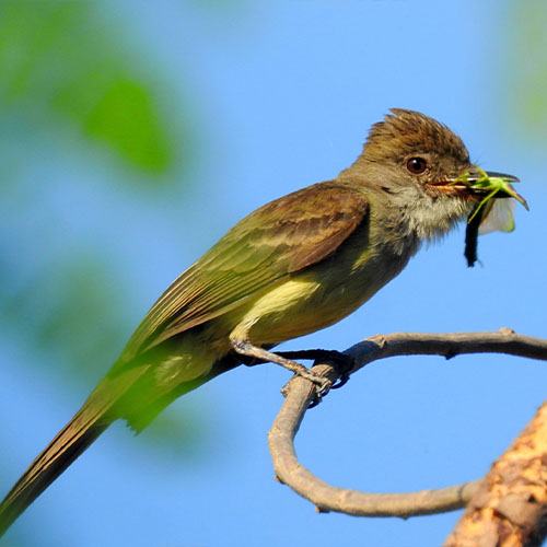 arquivo de fotos santosfauna ambiental foto 5