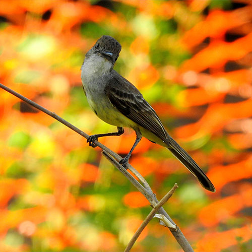 arquivo de fotos santosfauna ambiental foto 6