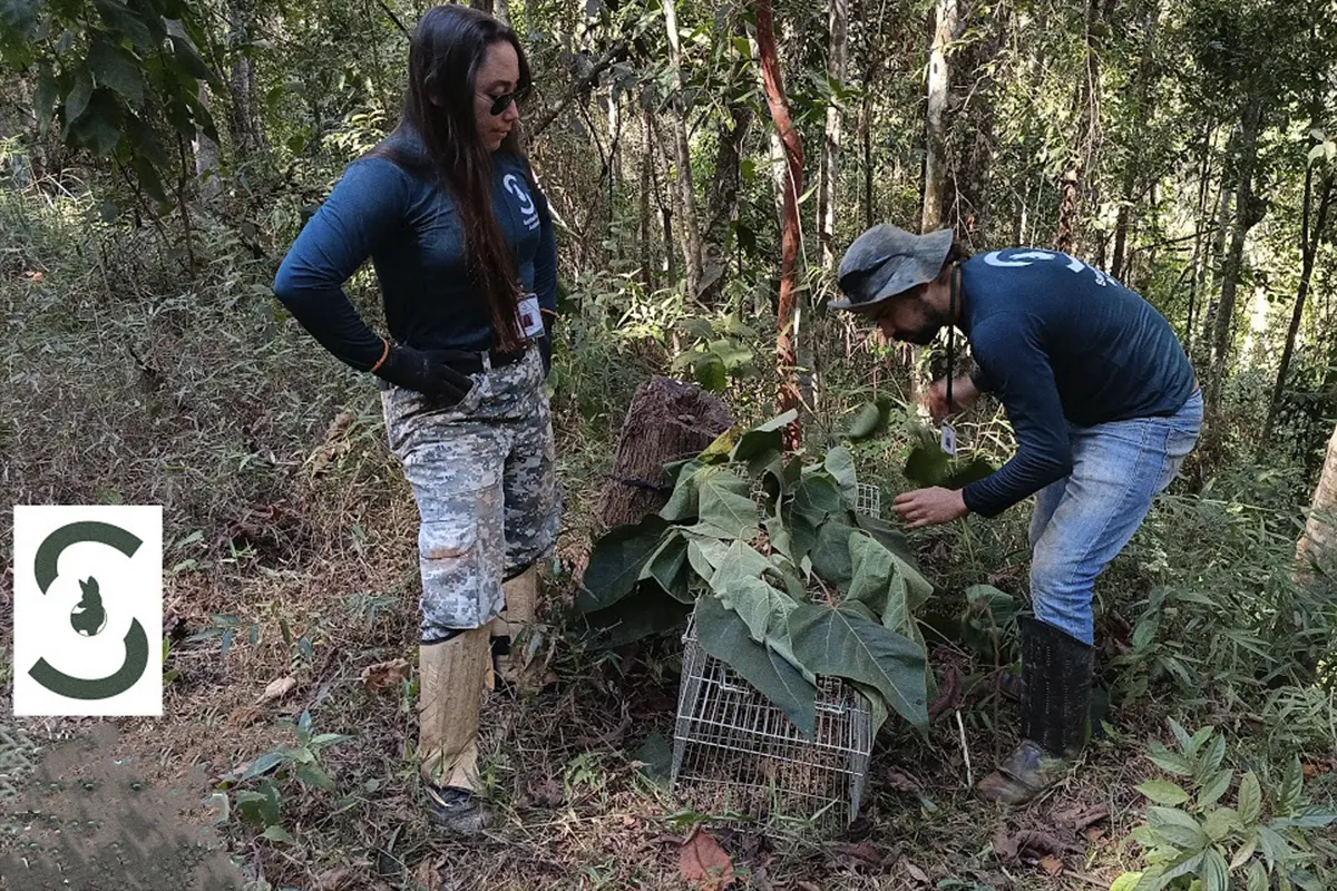 Quem Protege as Áreas de Preservação Ambiental no Brasil? Descubra Agora!